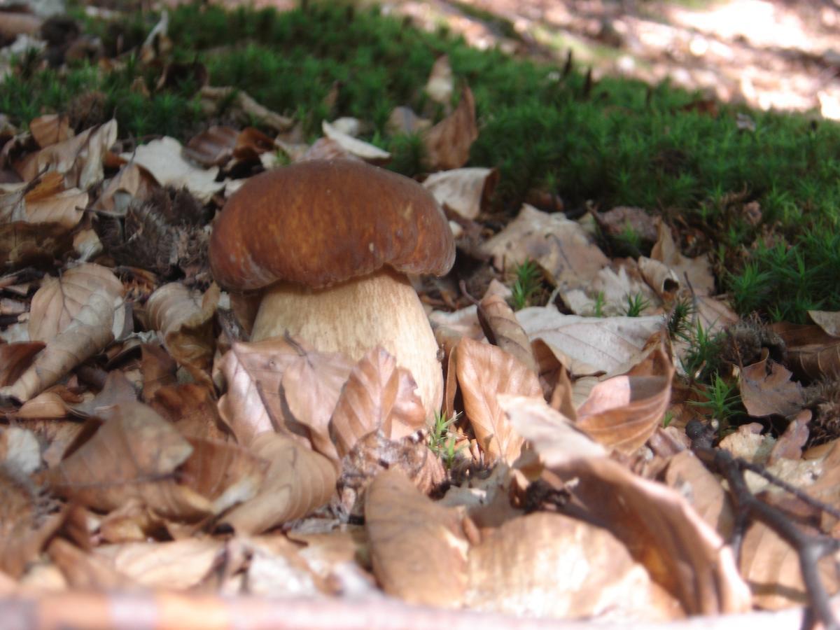 Rezydencja Nad Jeziorem Pestkownica Esterno foto