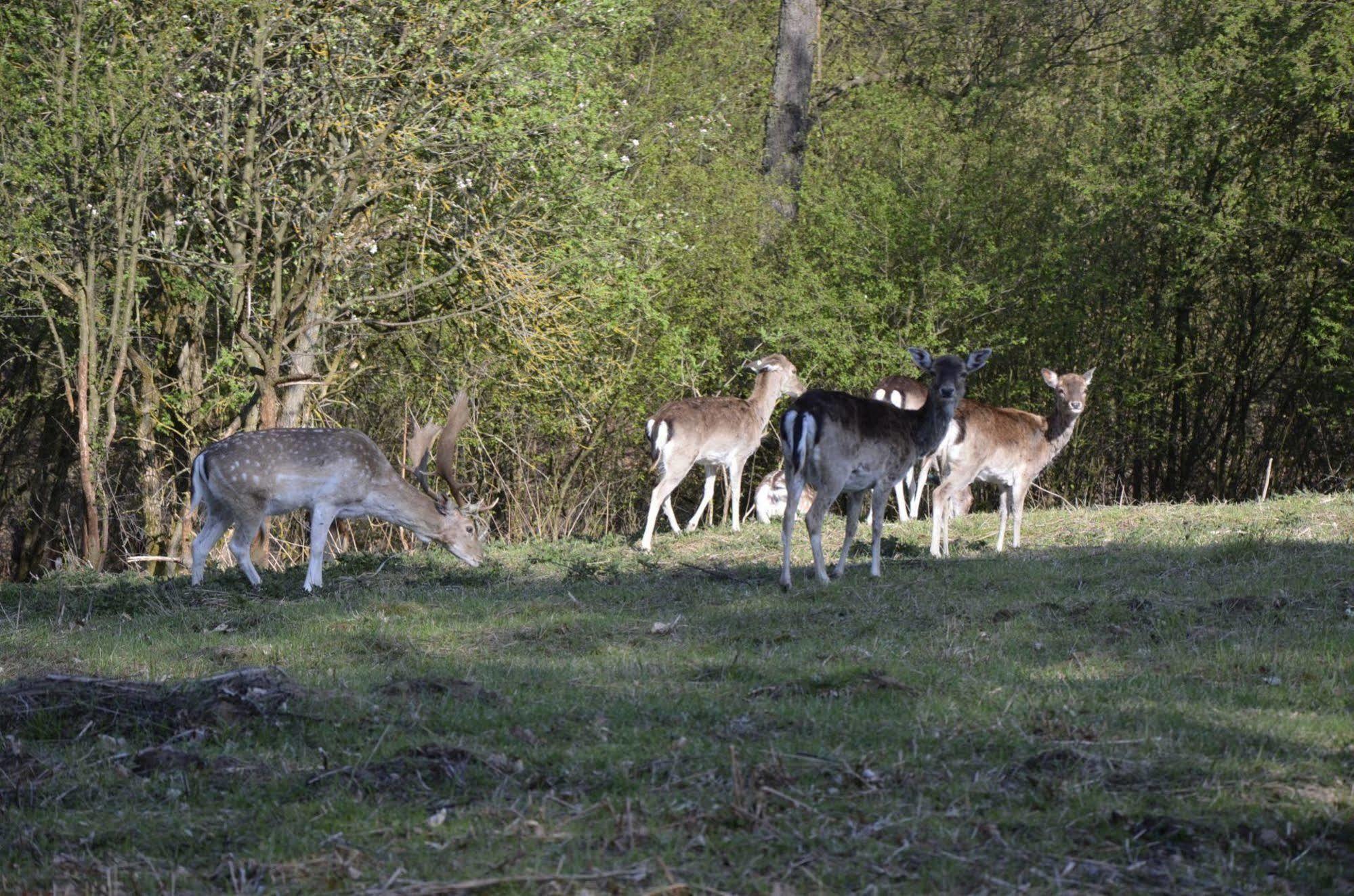 Rezydencja Nad Jeziorem Pestkownica Esterno foto